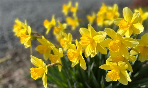 水仙 意味|【水仙の花言葉】色や種類別に怖い意味もある？花の。